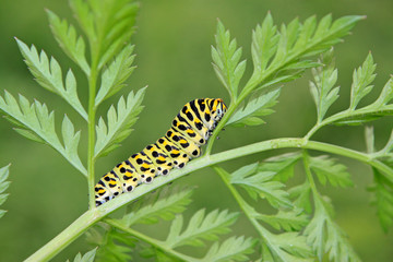 butterfly larva in a leaf