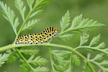 butterfly larva in a leaf