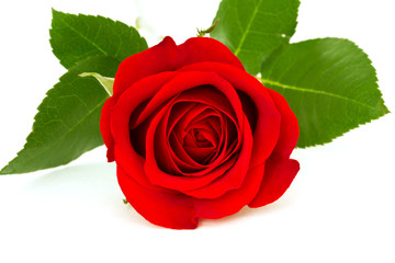 red rose with leafes