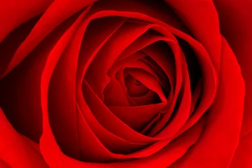 Afwasbaar Fotobehang Macro rode roos