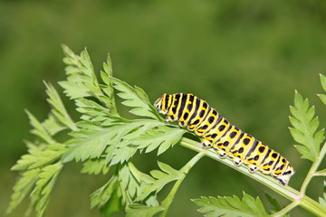 butterfly larva in a leaf