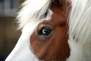 Skewbald Pony Close-Up