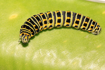 butterfly larva in a leaf