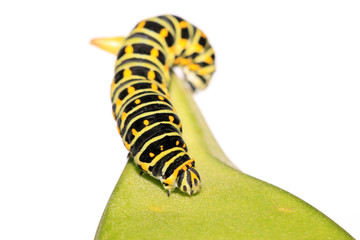 butterfly larva in a leaf