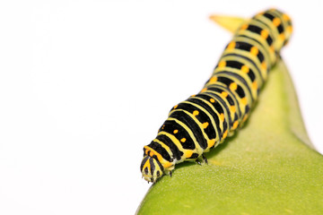 Fototapeta premium butterfly larva in a leaf