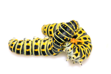 butterfly larva in a leaf