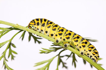 butterfly larva in a leaf