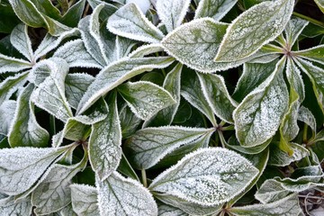 frost covered plant looks beautiful