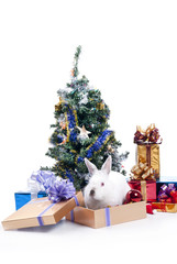 rabbit with a fur-tree on a white background,
