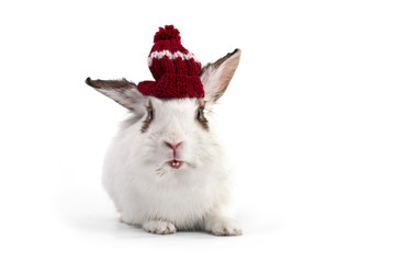 White fancy rabbit in a knitted cap on white