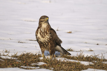 Common Buzzard (Buteo buteo)