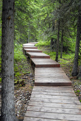 Wooden path in forest