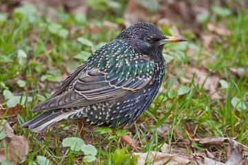 European Starling (male) on the grass