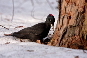 Black Woodpecker sitting on the snow