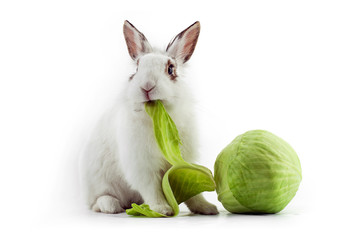 White domestic rabbit eating cabbage