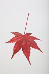 fallen_leaves_074