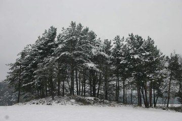 verschneite Baumgruppe