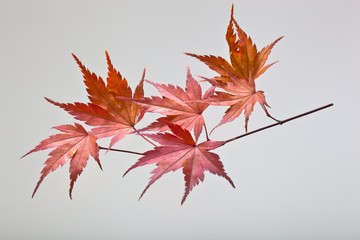 fallen_leaves_172