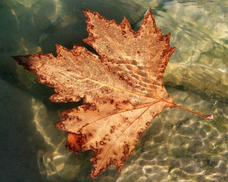 Leaf In Stream