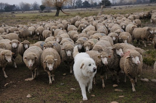 chien et m&eacute;rinos