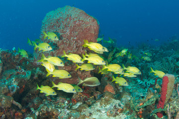 Coral Reef Composition with fish aggregation