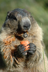 marmotte gueule ouverte croquant carotte