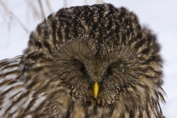 Ural Owl (Strix uralensis)