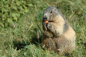 marmotte devant brin d'herbe