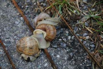 escargots en course