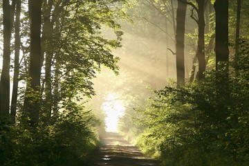 Fototapeta premium Dirt road in deciduous forest on a misty spring morning