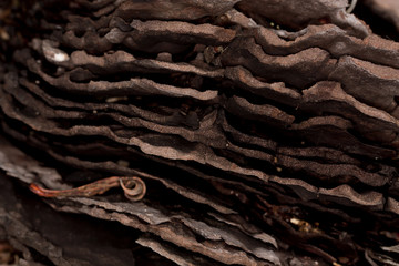 wood detail