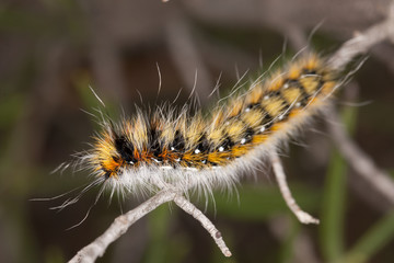Lappet moth caterpillar