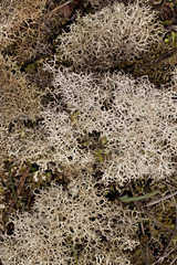 Reindeer moss