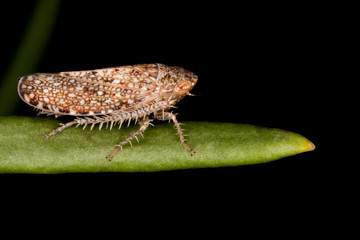 planthopper on leaf