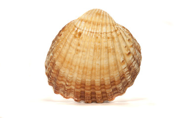 half scallop shell