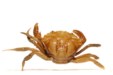 orange crab