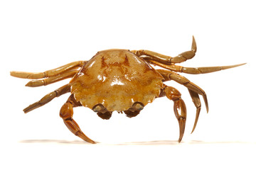 orange crab