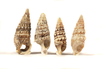 group of seashells