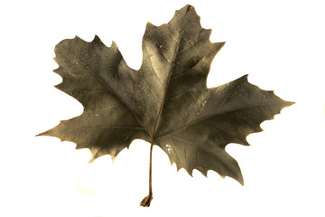 Fototapeta premium maple leaf