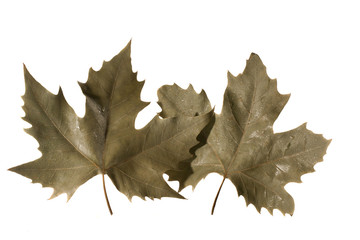 maple leaf
