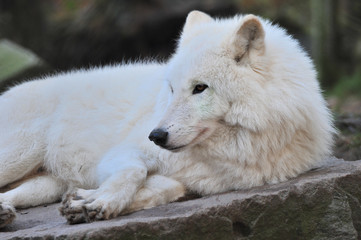 Hudson Bay-Wolf