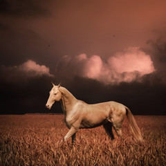 Fototapeta na wymiar Palomino akhal-teke koń w polu pszenicy wieczorem