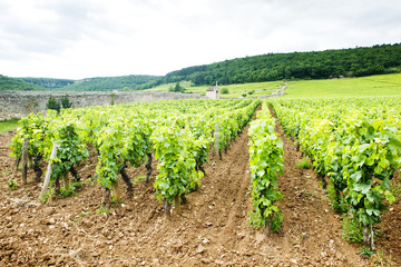 Fototapeta na wymiar vineyards near Gevrey-Chambertin, Cote de Nuits, Burgundy, Franc