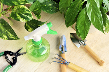 Gardening tools and houseplants – still life
