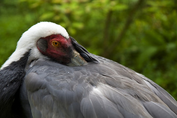 Fototapeta premium Grus vipio White - Naped Crane