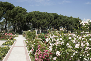 Rose Garden in the Oeste park, Madrid - Spain