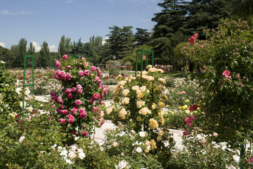 Rosaleda de Madrid - Springtime in beautiful rose garden