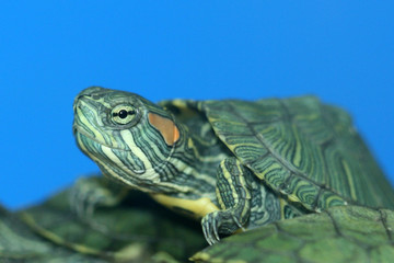 little turtle