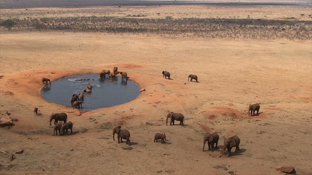 Elefanten am Wasserloch