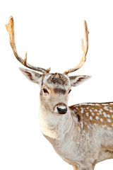 Naklejka premium Deer on a white background